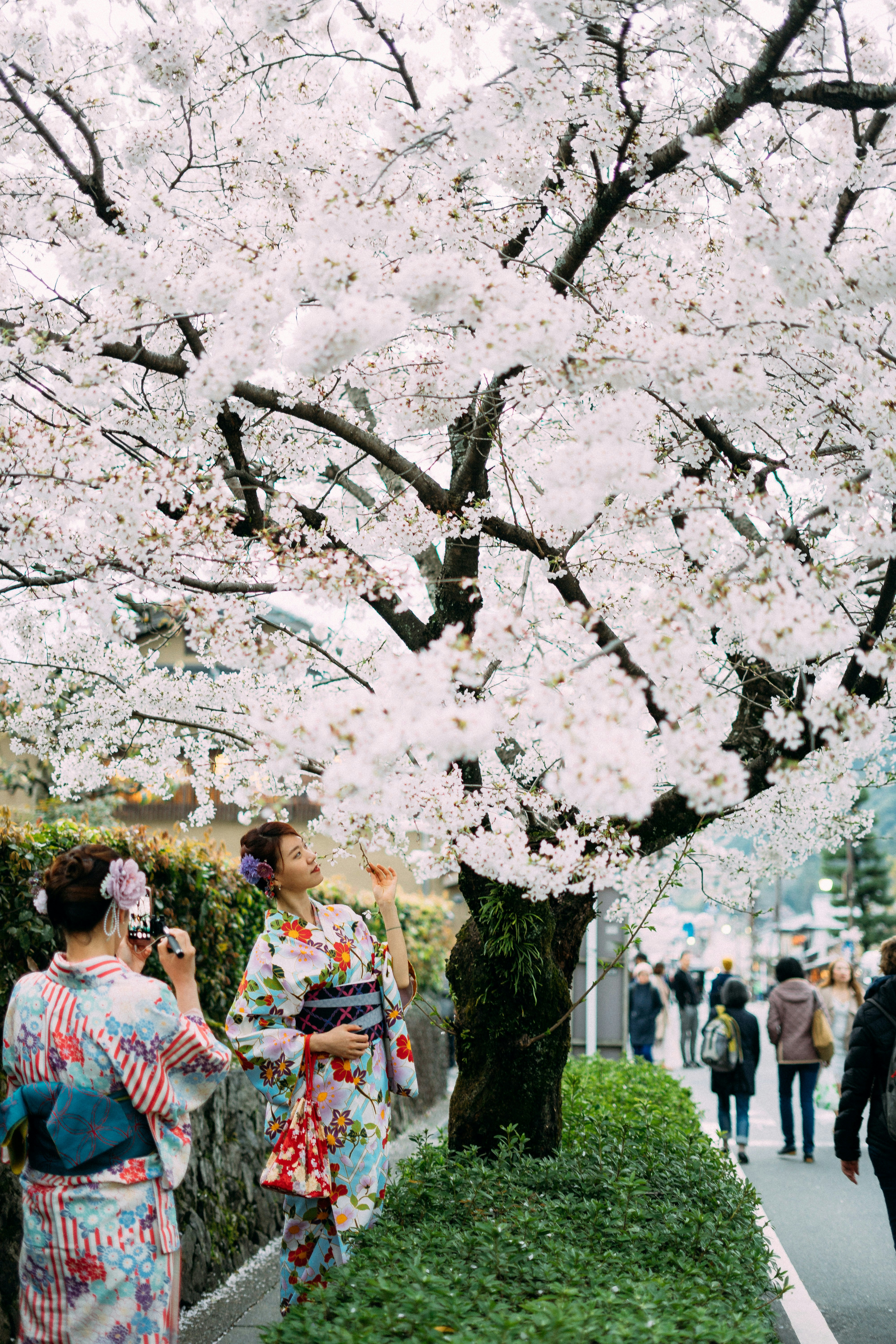 Kimono girl posing behind Sakura Tree