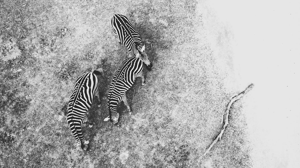 aerial photography of three zebras