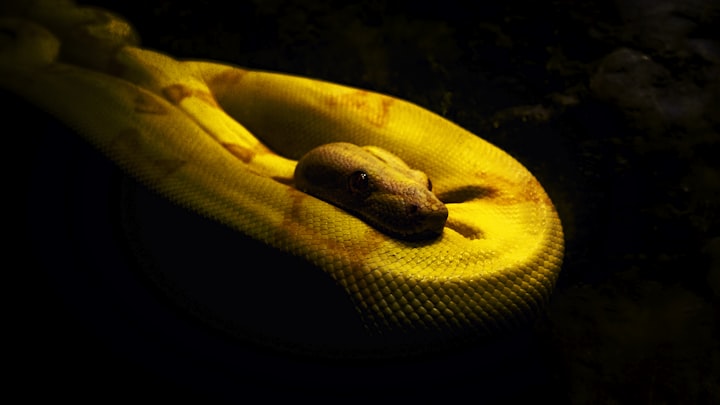 Solitary Snake