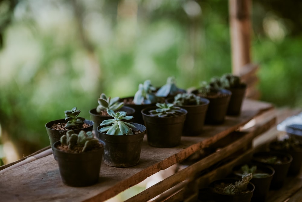 Variedad de planta suculenta