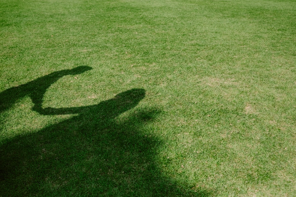 silhouette of two person on ground