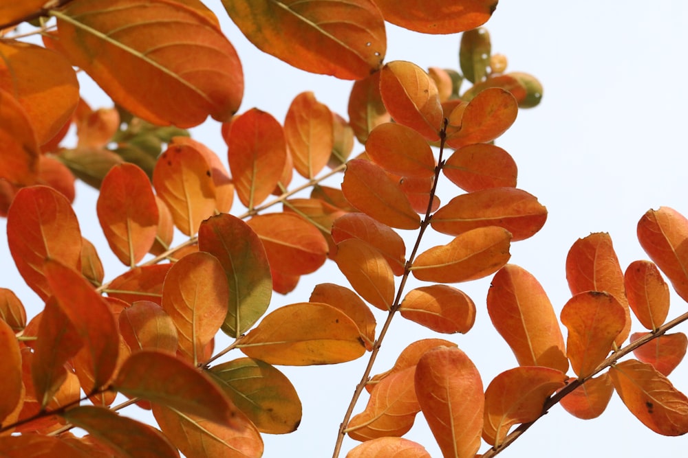 オレンジ葉の木の写真