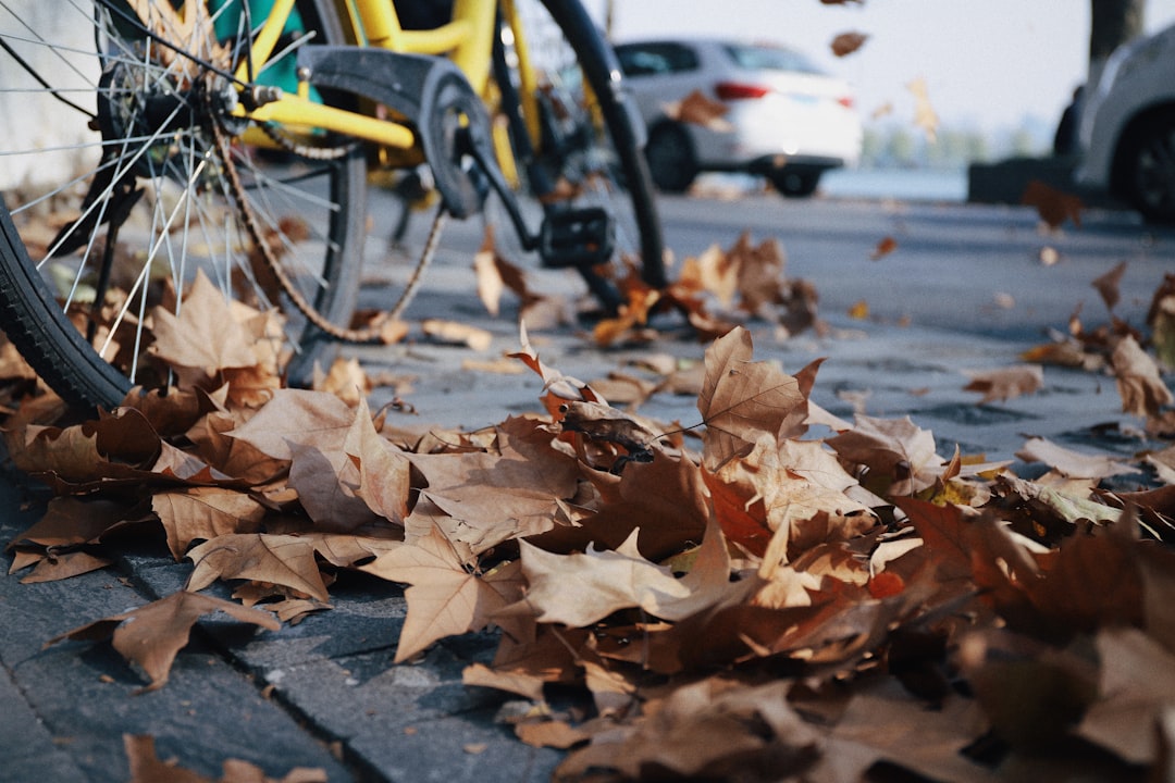 withered leaves on gray pavement at daytime