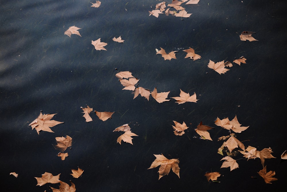 brown leaves floating on body of water