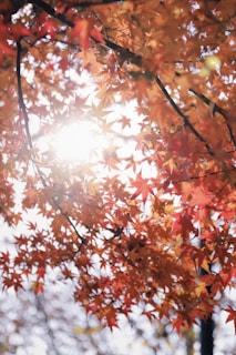 low angle photography of orange leaf trees