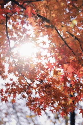 low angle photography of orange leaf trees