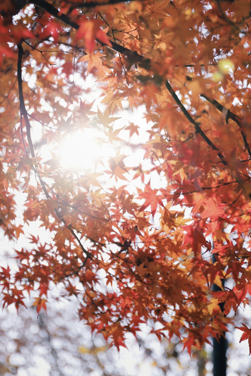 fotografia ad angolo basso di alberi di foglie d'arancio