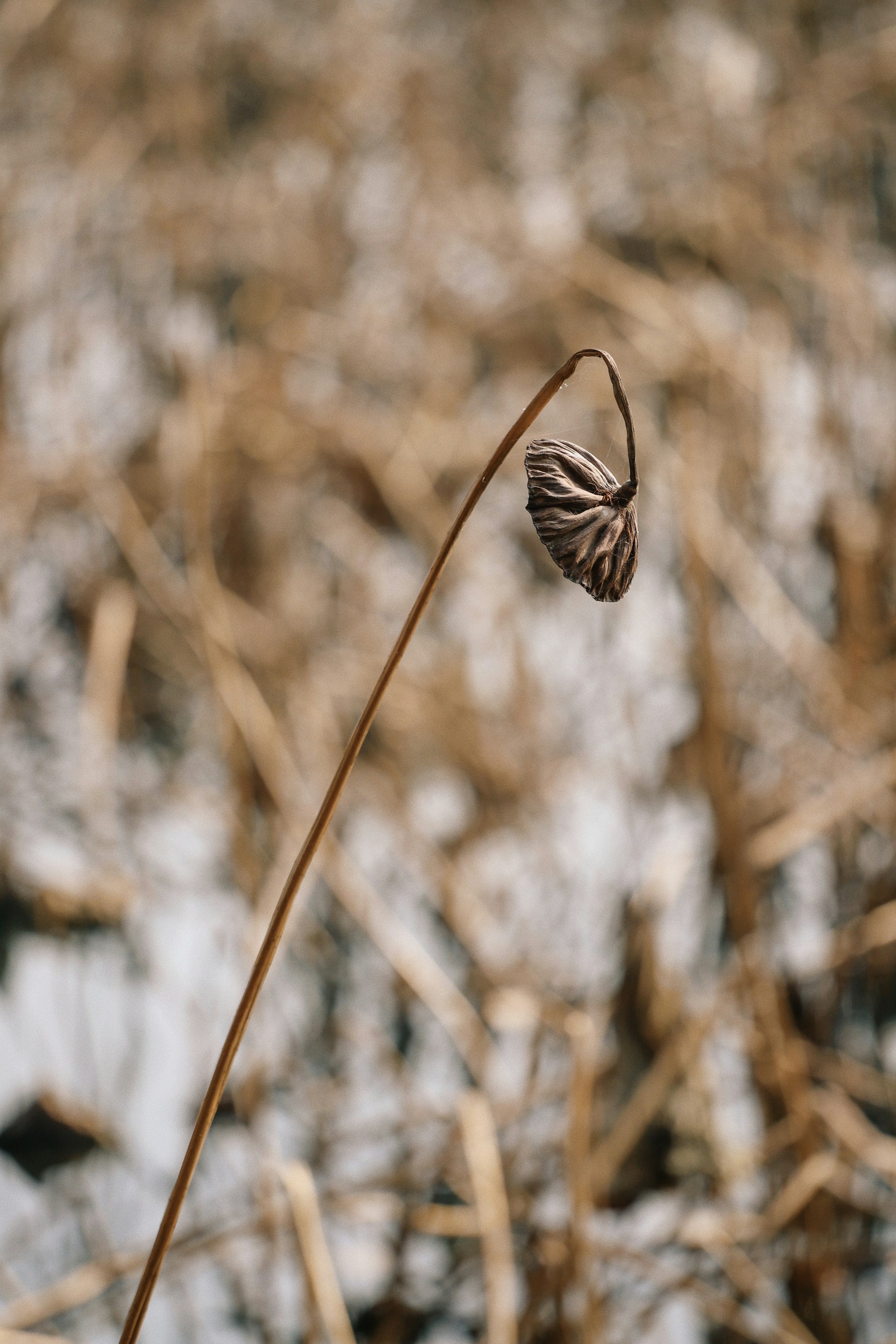 selective focus photography of dried leaf