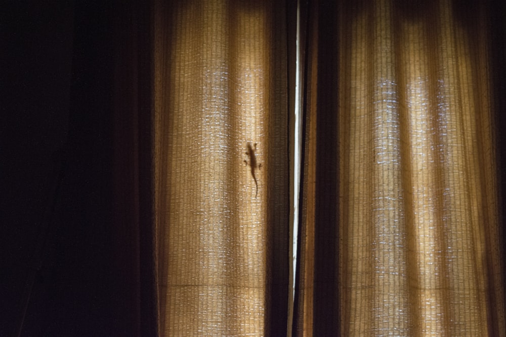 silhouette photo of lizard