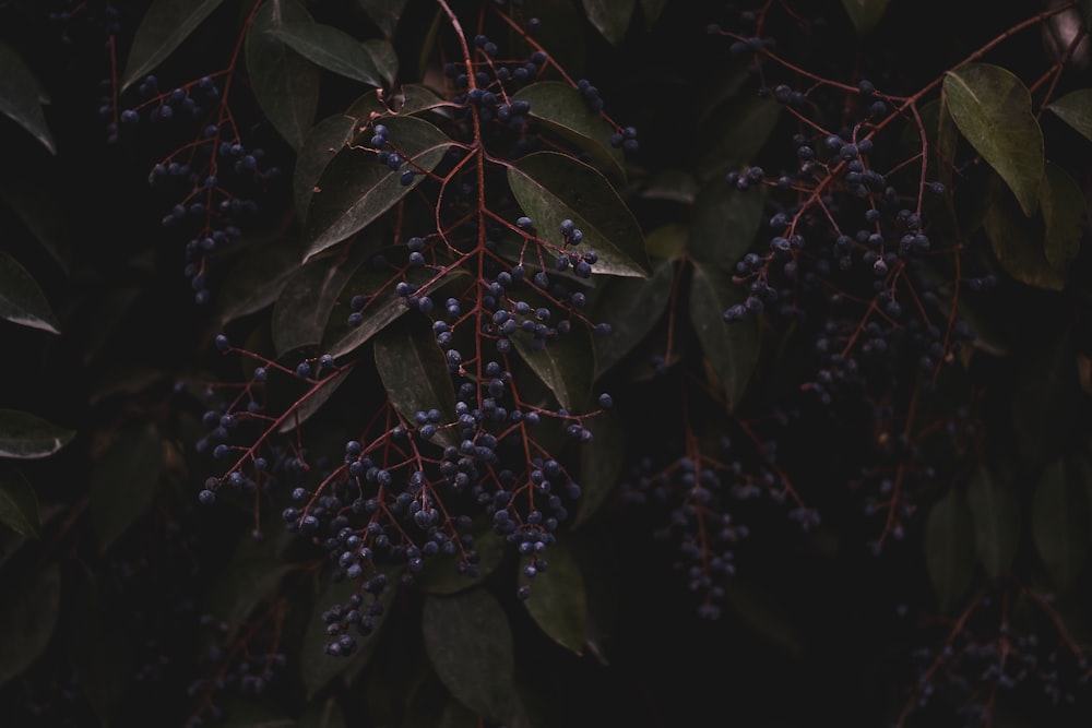 purple berries