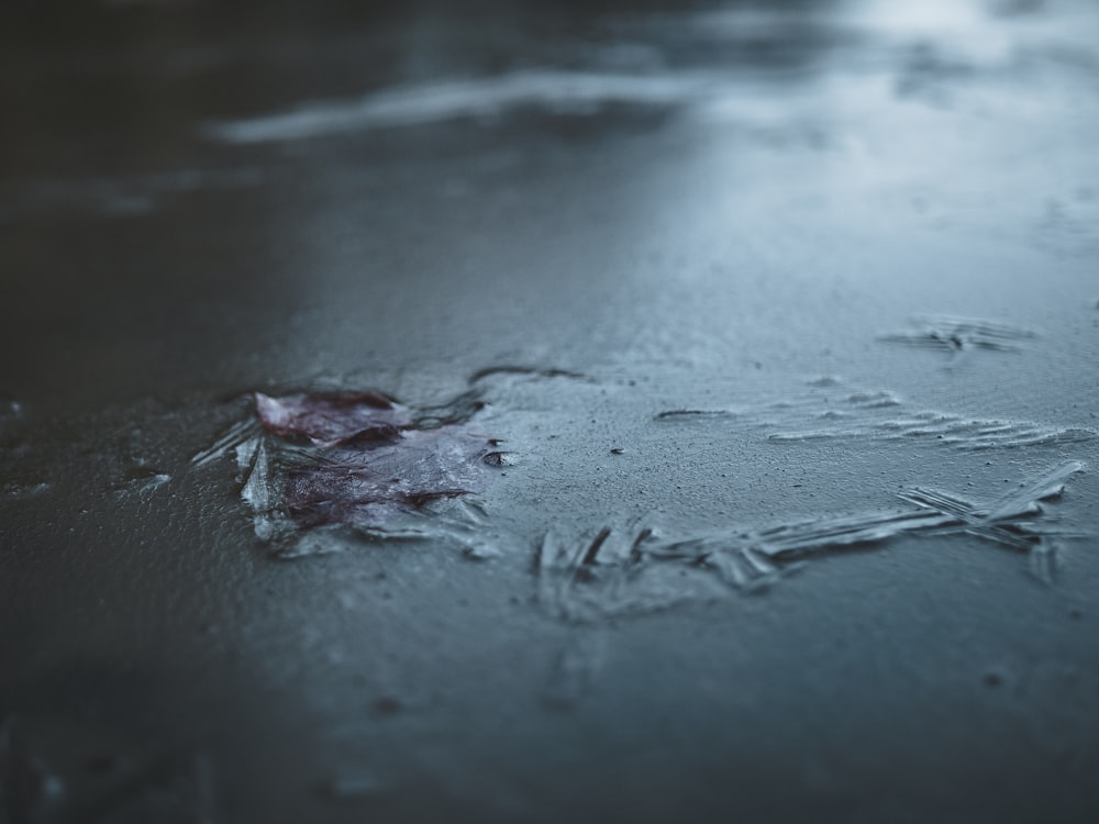 selective focus photography of gray soil