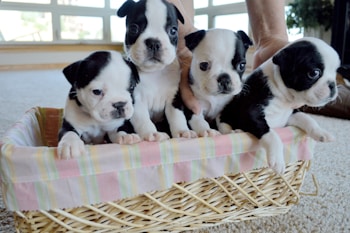 Four small puppies with black and white fur are sitting in a wicker basket lined with a pastel-striped fabric. The basket is placed on a carpeted floor in a room with large windows, allowing natural light to fill the space. A hand is gently supporting two of the puppies in the basket.