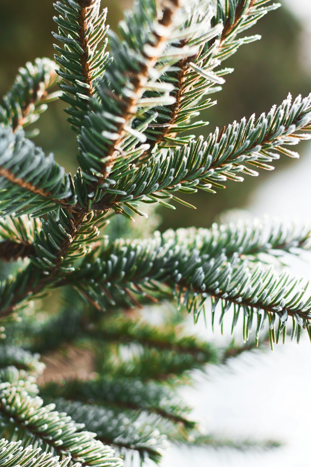 green pine tree close-up photography