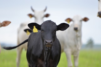 selective focus photography of black cow