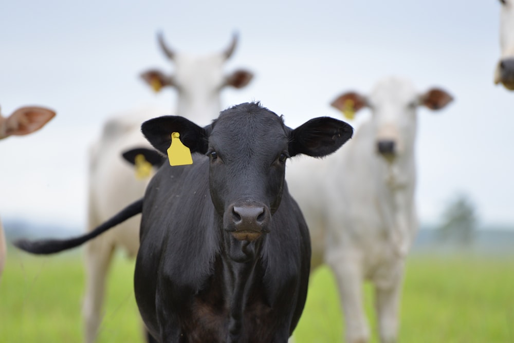 selective focus photography of black cow