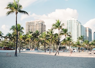 palm trees near buildings