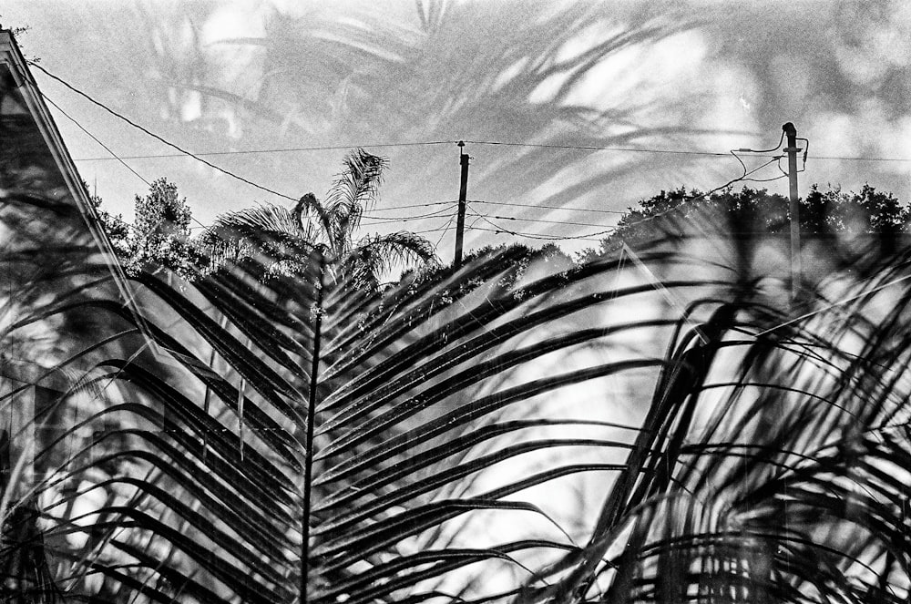 greyscale photo of plants