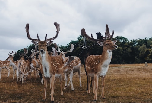brown reindeer