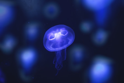 A luminescent jellyfish glows with a mesmerizing blue light, surrounded by blurry, softly illuminated forms in a dark underwater setting.