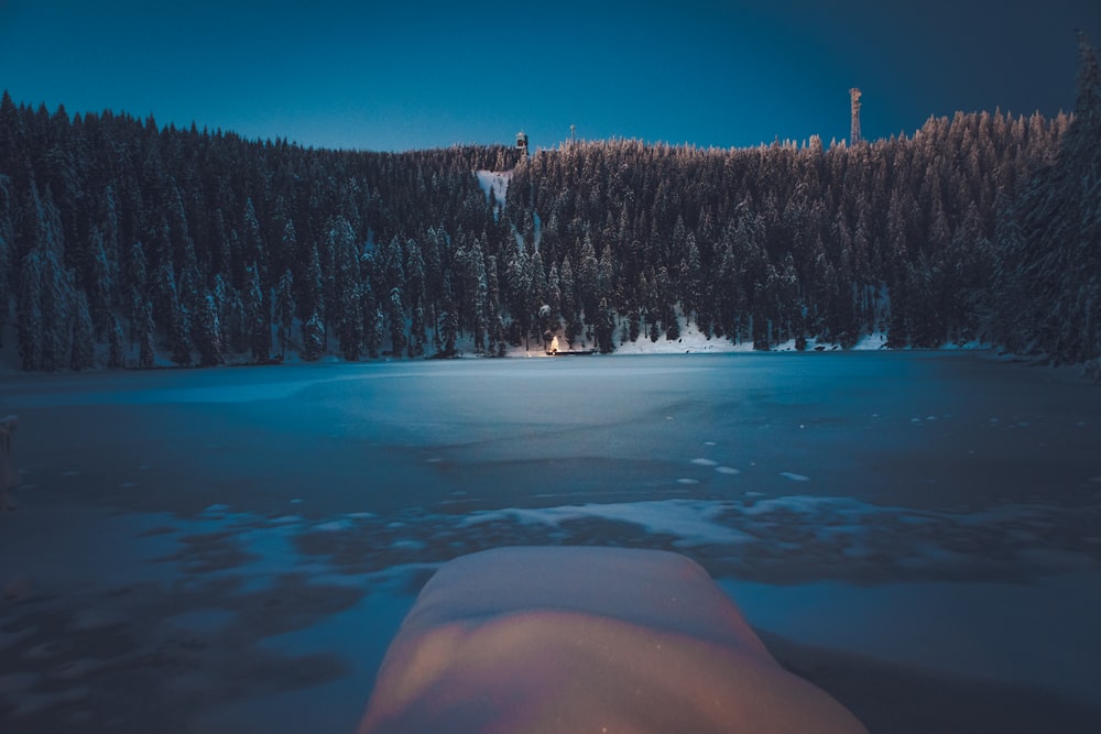 body of water surrounded of trees