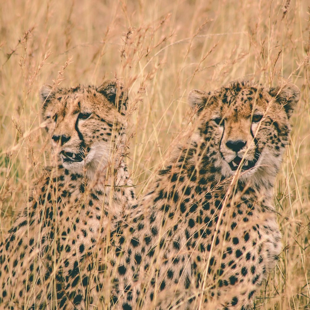two cheetah sitting on field at daytime