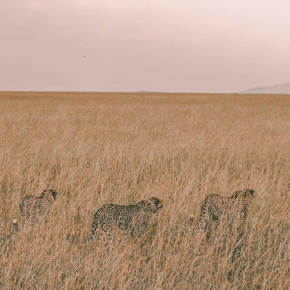 Tres leopardos marrones escondidos en un campo de hierba durante el día