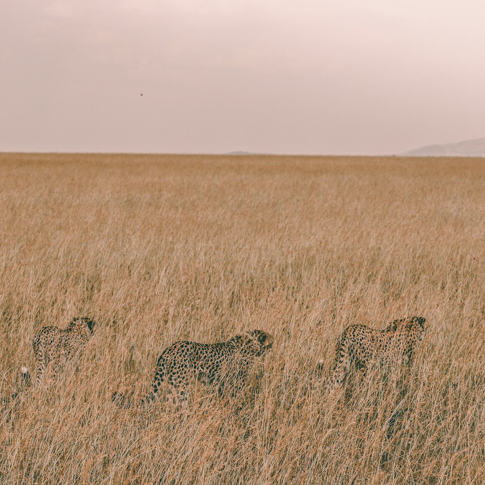 three brown leopards hiding on grass field during daytime