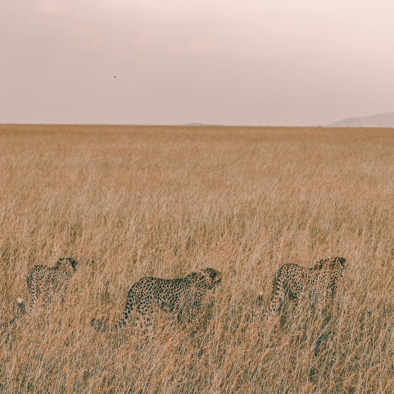 Canon EOS 600D (Rebel EOS T3i / EOS Kiss X5) + Canon EF 75-300mm f/4-5.6 sample photo. Three brown leopards hiding photography