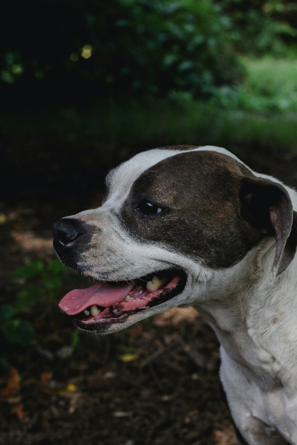 a close up of a dog with its tongue out