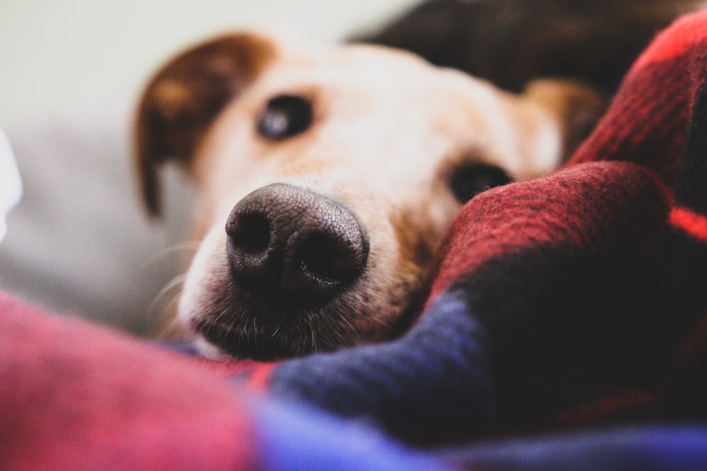 fotografia de closeup de cachorro marrom de pelagem curta