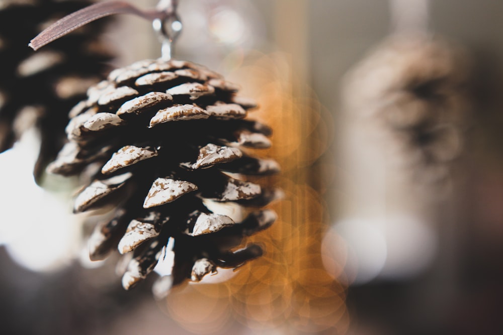 macro shot of pine cone