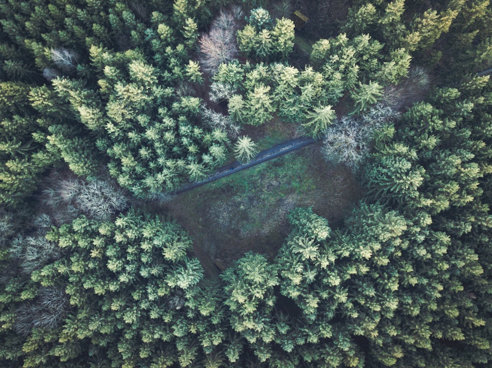 pine trees in aerial photography