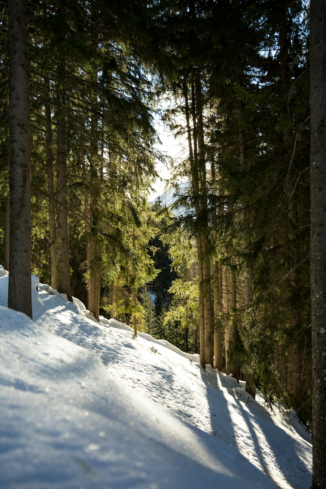 scenery forest trees covered with snow