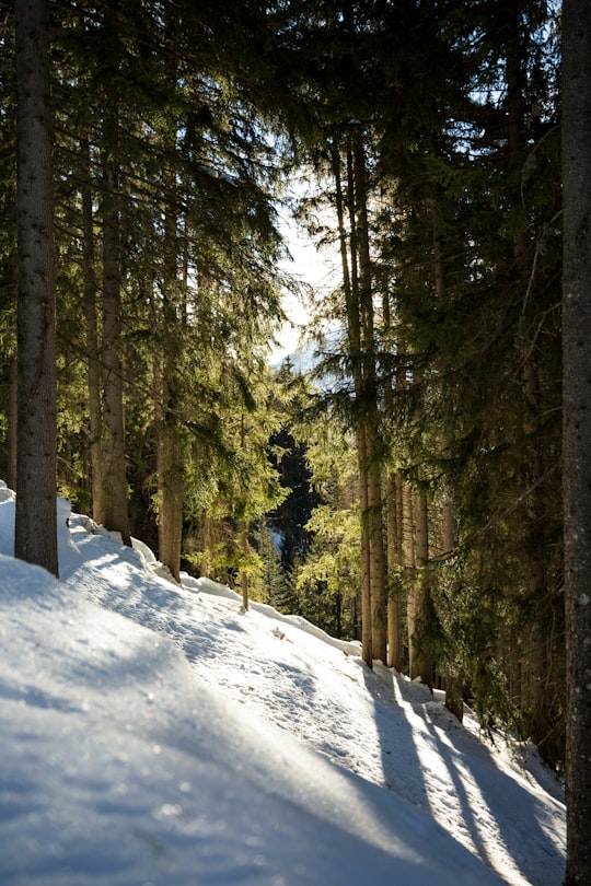 scenery forest trees covered with snow in Leukerbad Switzerland