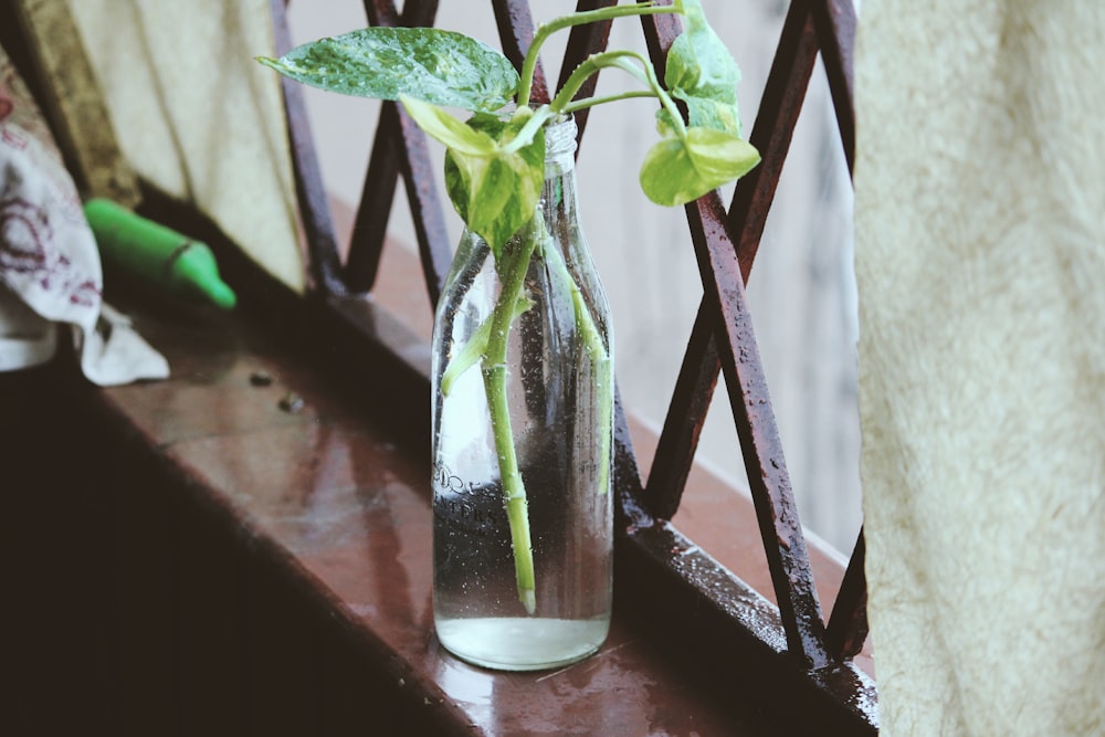 Plantes vertes sur vase en verre transparent