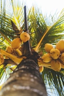 a bunch of bananas growing on a palm tree