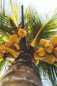 a bunch of bananas growing on a palm tree