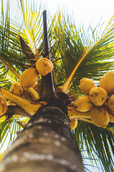 a bunch of bananas growing on a palm tree