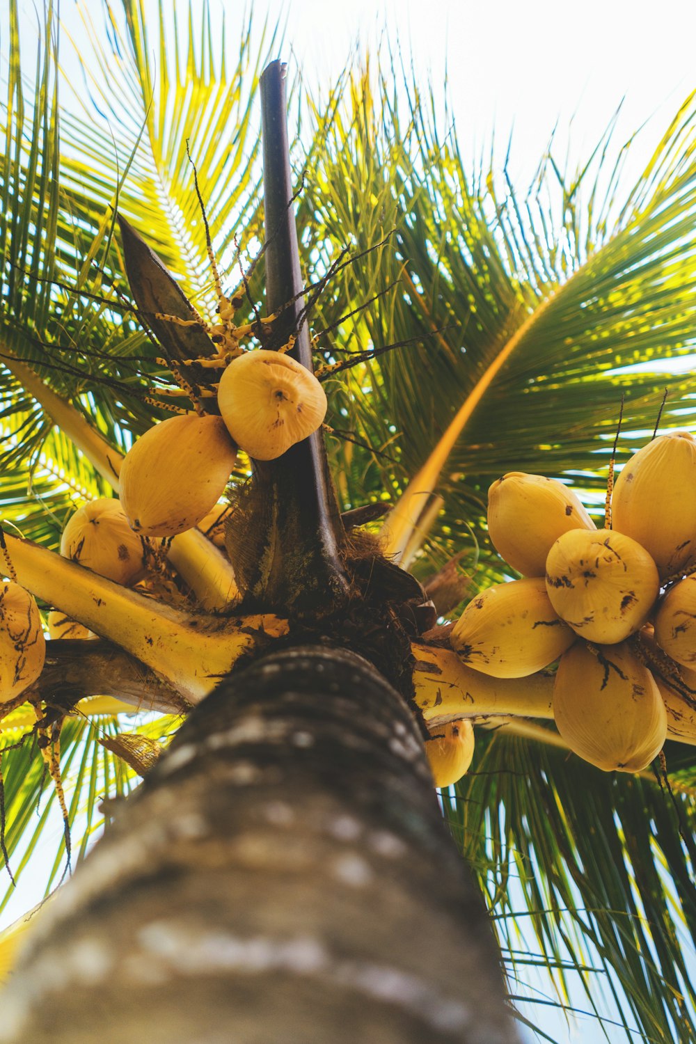 a bunch of bananas growing on a palm tree