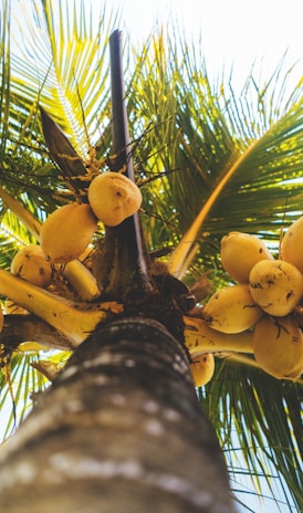 a bunch of bananas growing on a palm tree