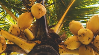 a bunch of bananas growing on a palm tree