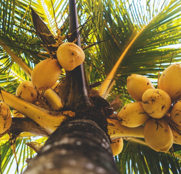 a bunch of bananas growing on a palm tree