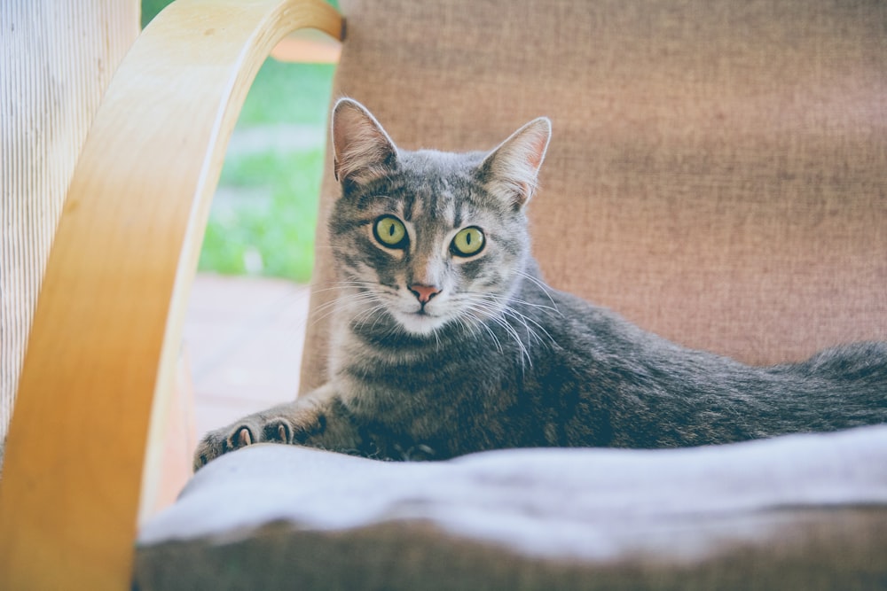 brown tabby cat on gray chair