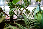 Bright green succulent plants thriving in a sunny windowsill garden