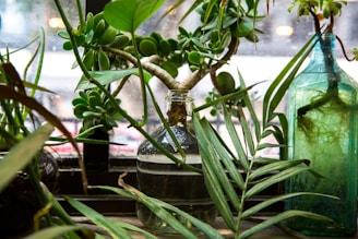 Various green plants sitting on a windowsill, including succulents and leafy stems in glass bottles. Natural light filters through the window, highlighting the freshness and organic texture of the leaves.