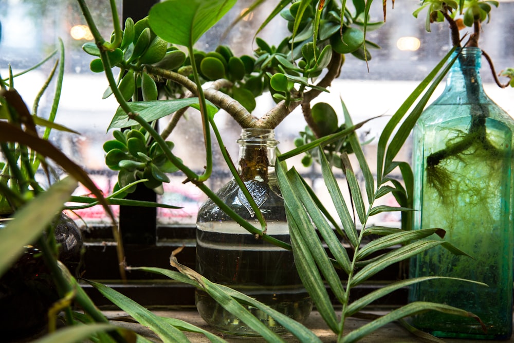 green leafed plants closeup photo