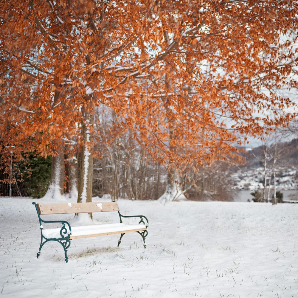 panchina sotto l'albero dalle foglie d'arancio