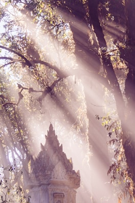 Sunlight filtering through ancient trees above the Buddha archaeological site ruins.