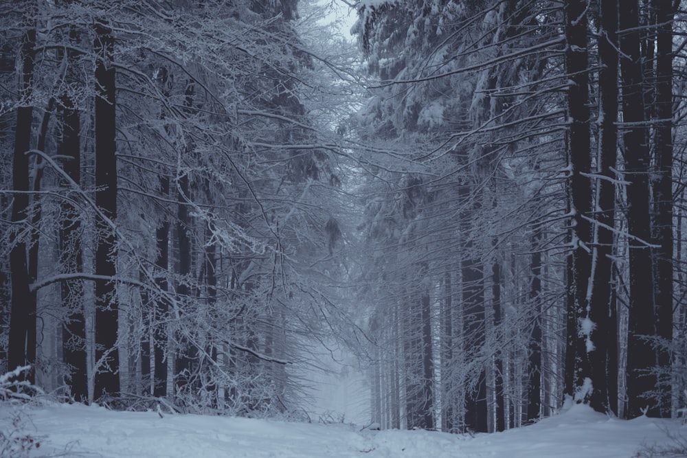 snowed trees at daytime