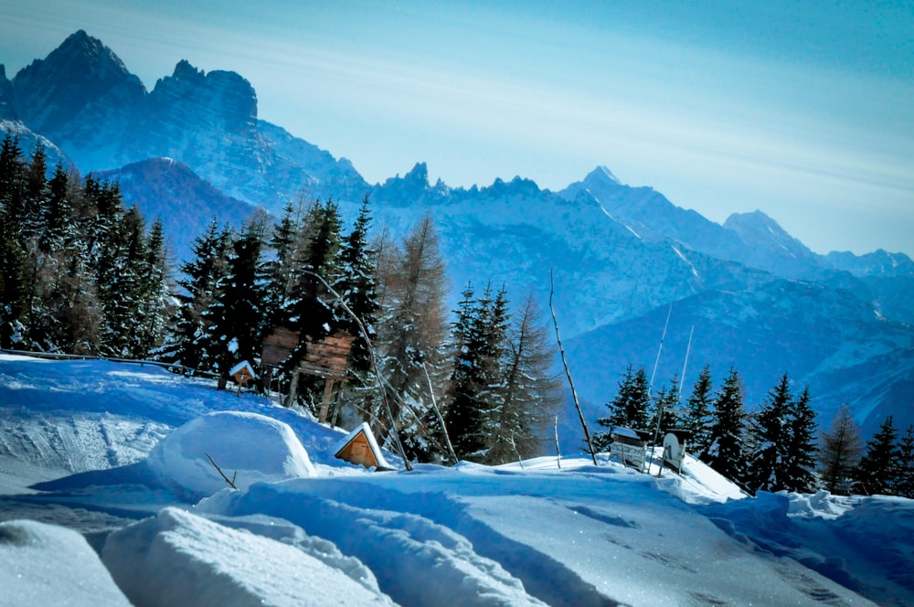 snow field with pine trees under blue sky at daytime